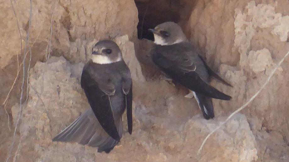 Two sand martins, with brown bodies and wings, and white patches underneath their bills. One has a wing unfurled beneath it. They are standing on a sand-coloured cliff.