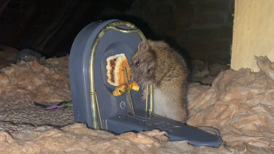 A rat trying to steal bail from a rat trap. Around it is insulation. The trap is grey and a snack bar with a filling is held in the metal trap.