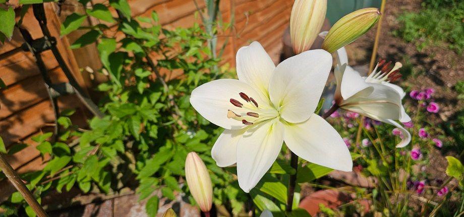 Big white petals on a flower face the camera in this photo from Sutton Coldfield. A fence panel can be seen behind it with other unopened bulbs of the flower on the same bush