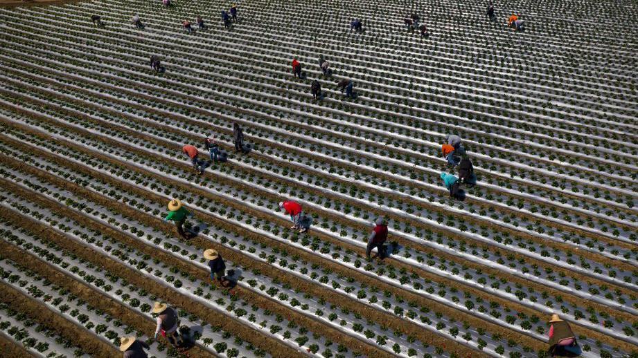 Migrant workers pick strawberries during harvest south of San Francisco, California