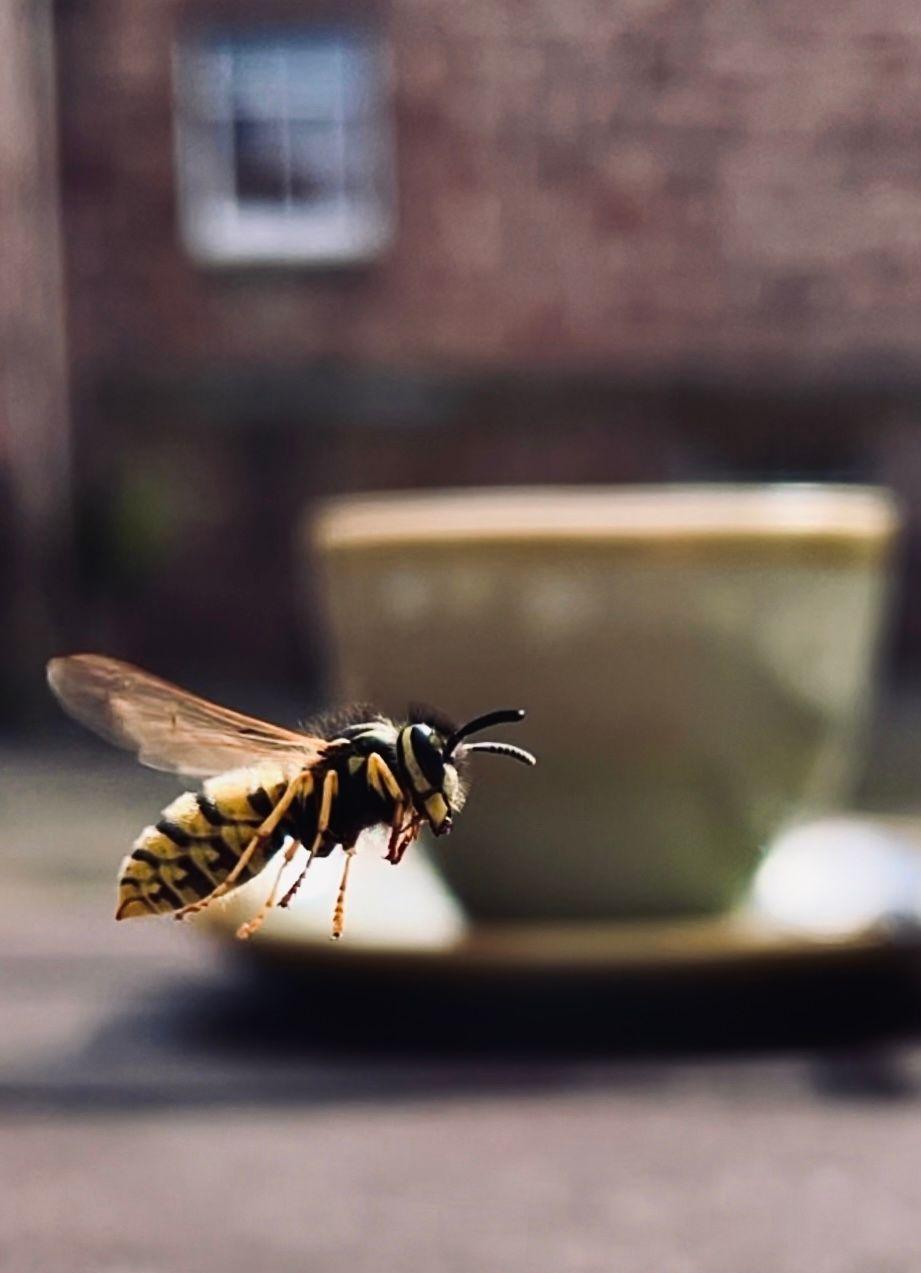 A wasp in front of a tea cup