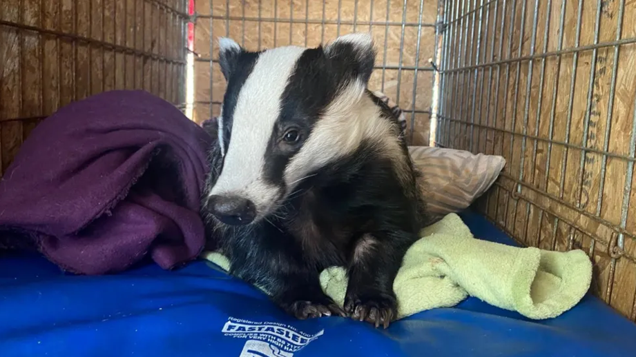 A badger lies on a blue mat with coloured towels and cushions in a large cage