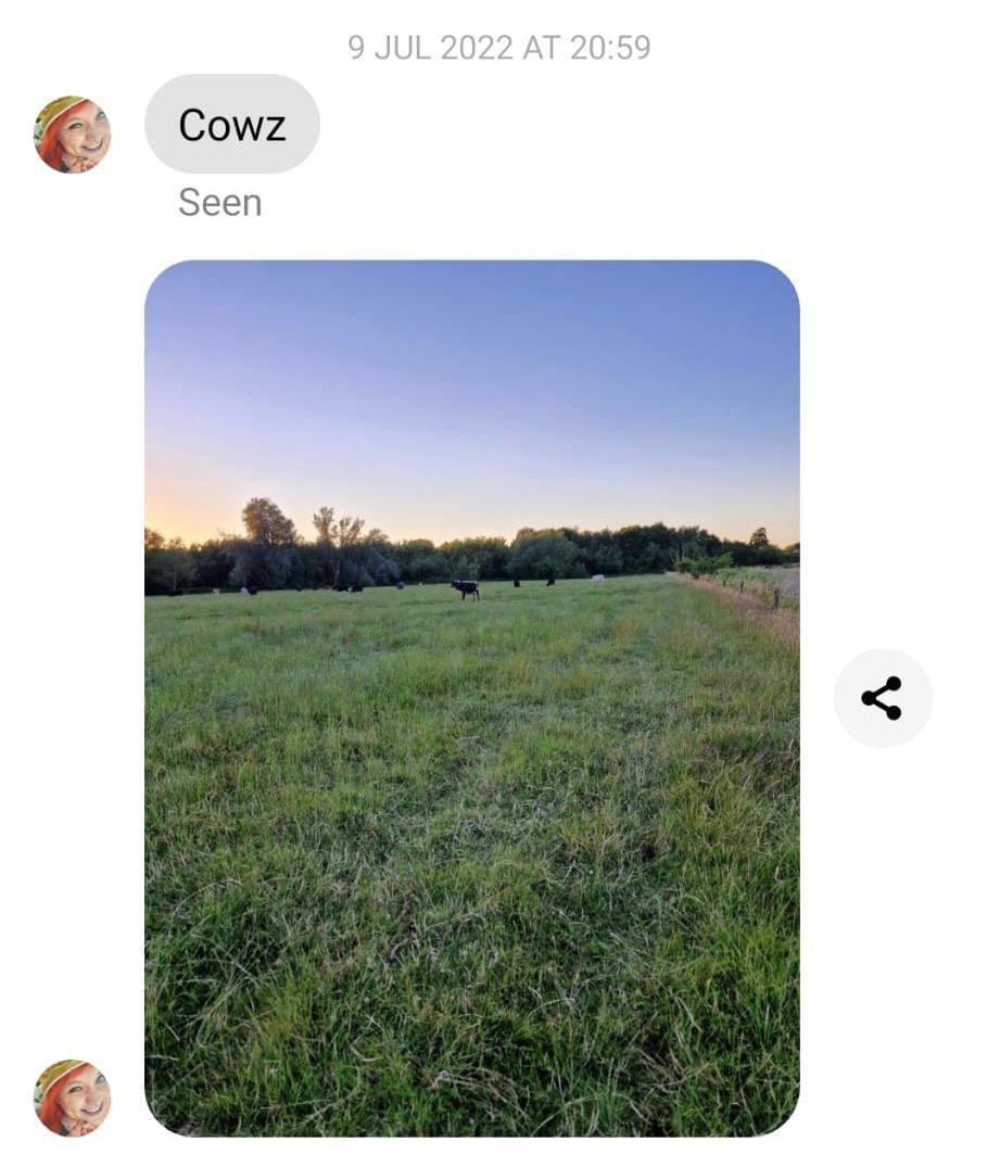 A screenshot of phone messages showing the word "cowz" and a picture of some cows in the distance in a field at sunset