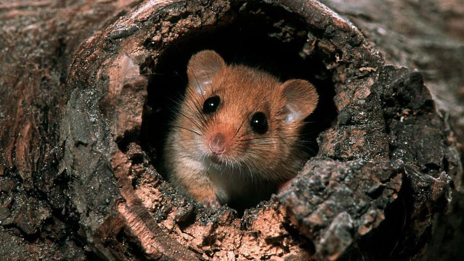 A hazel dormouse leaving its nest in a hollow tree in forest at night.