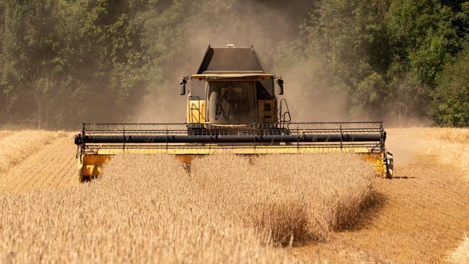 A combine harvester harvesting a gold field of rye on a Cotwolds farm during mid summer 2022.