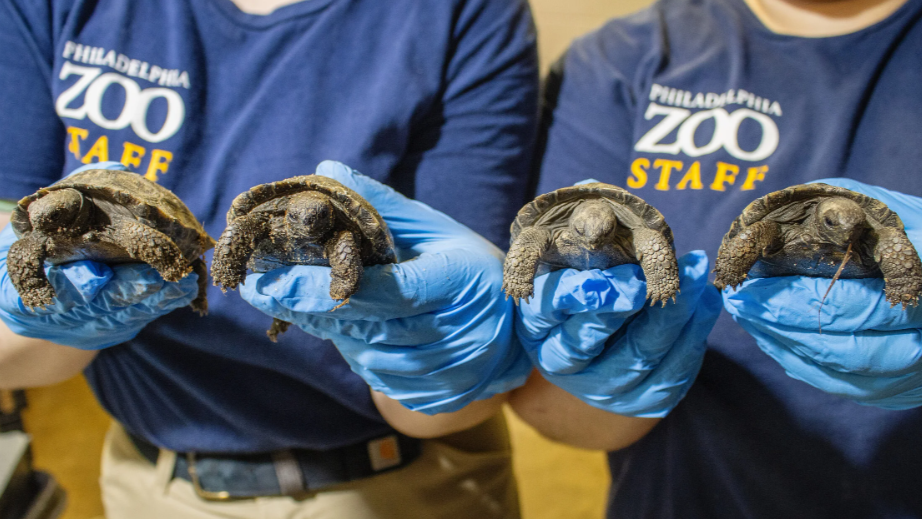 Zoo staff holding four baby tortoises. 