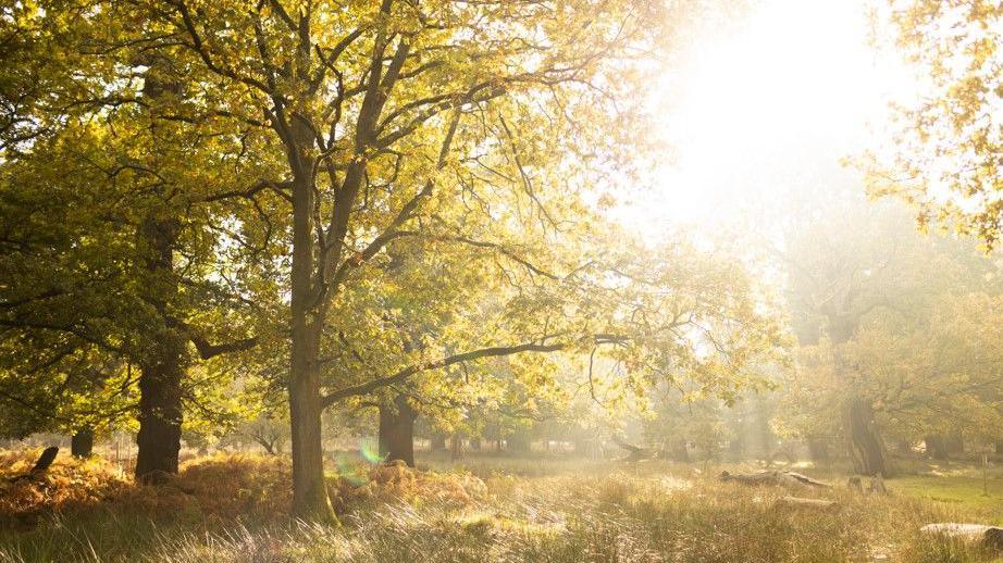 Mature trees seen surrounded by long grass, with hazy sunshine breaking through the trees' canopies.