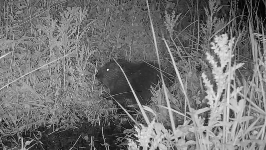 Baby beaver in the grass 