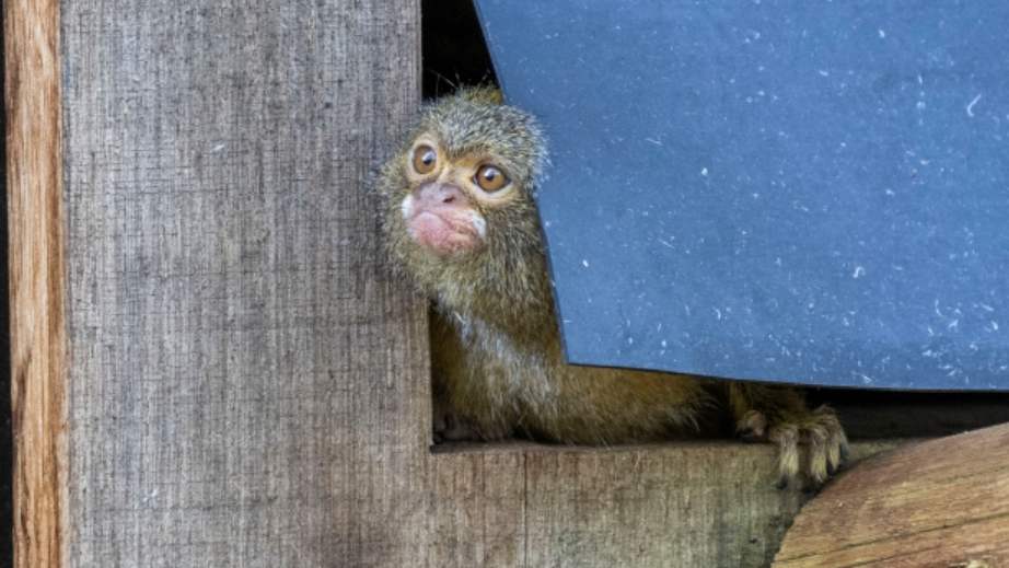 pygmy marmoset