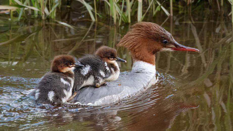 Goosander and chicks 