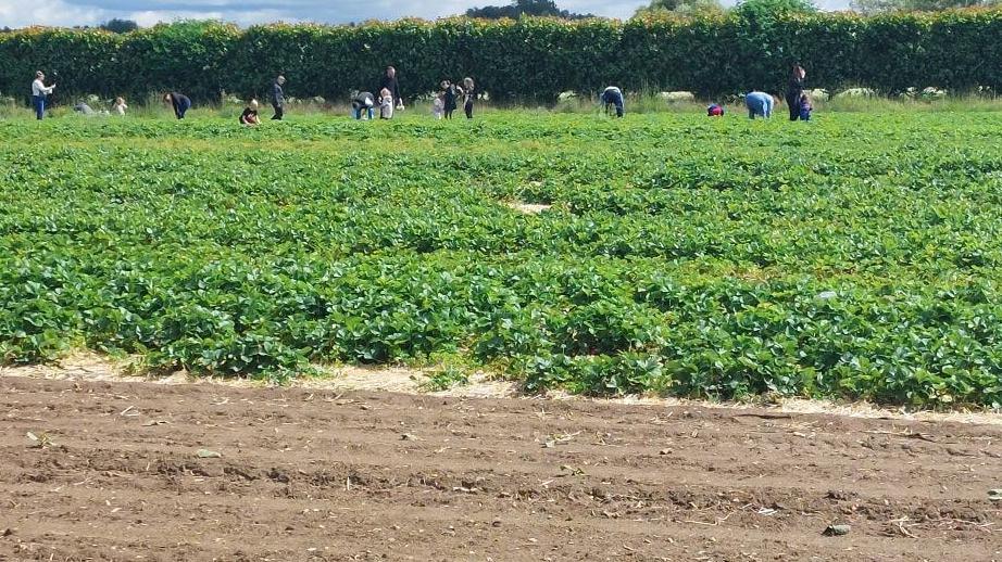 Field of people picking fresh strawberries at Lidgate Farm in Isleham. Some are standing, others crouching, and the sun is shining.