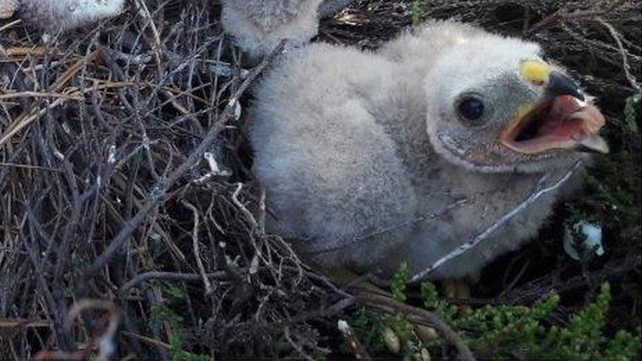 Baby hen harrier