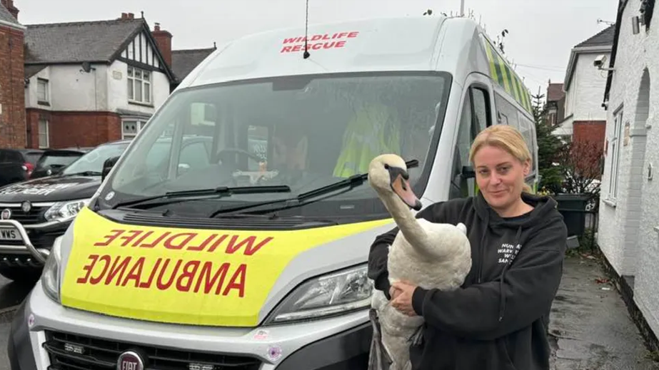 A woman wearing black holds a swan while standing in front of a wildlife ambulance which says 'wildlife rescue' on it