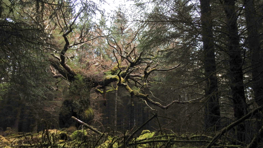 The Skipinnish Oak in Lochaber in amongst other forest trees.