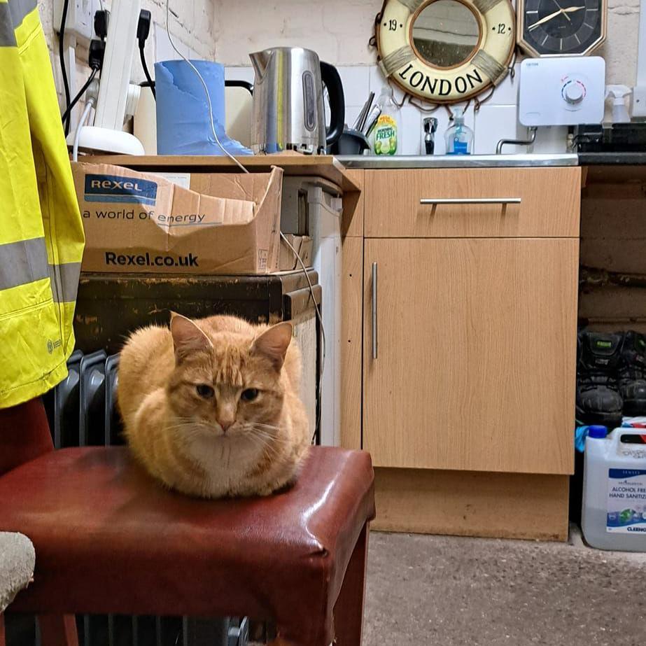 Raymond, a ginger tom cat, sits on a brown chair in the council street cleaners' office