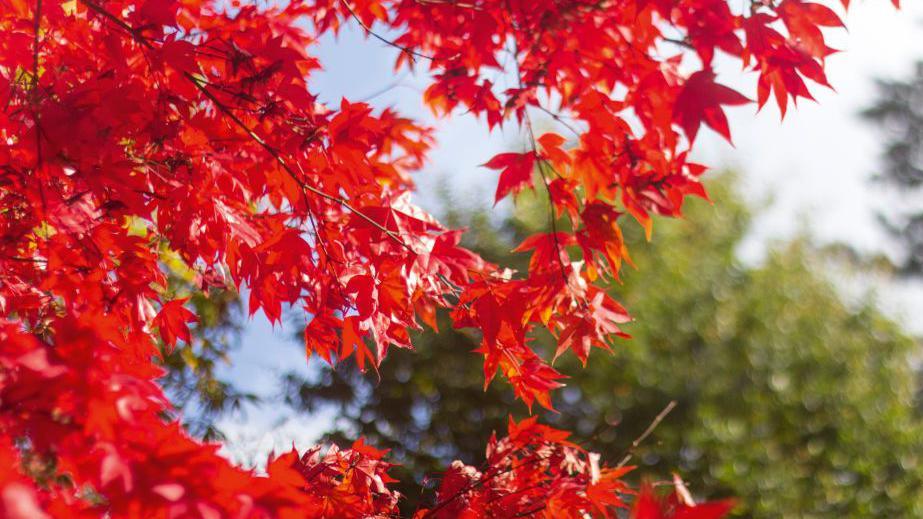 close up of tree with leaves turned red