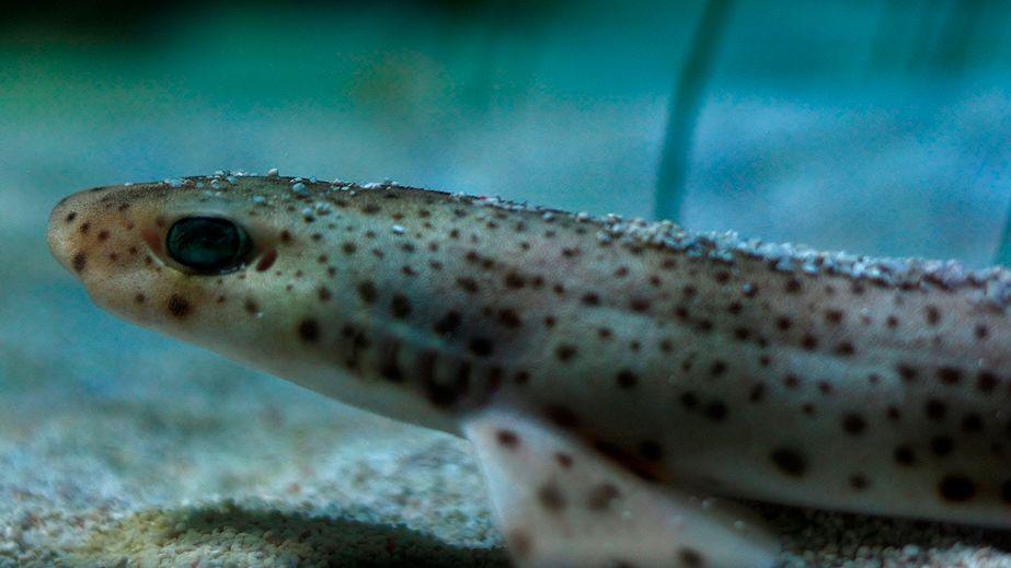 Baby Lesser Spotted Cat Shark resting on the aquarium floor