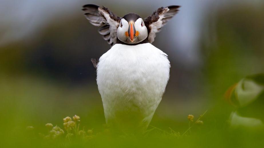 Puffin