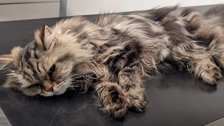 Smokey lying on the table 