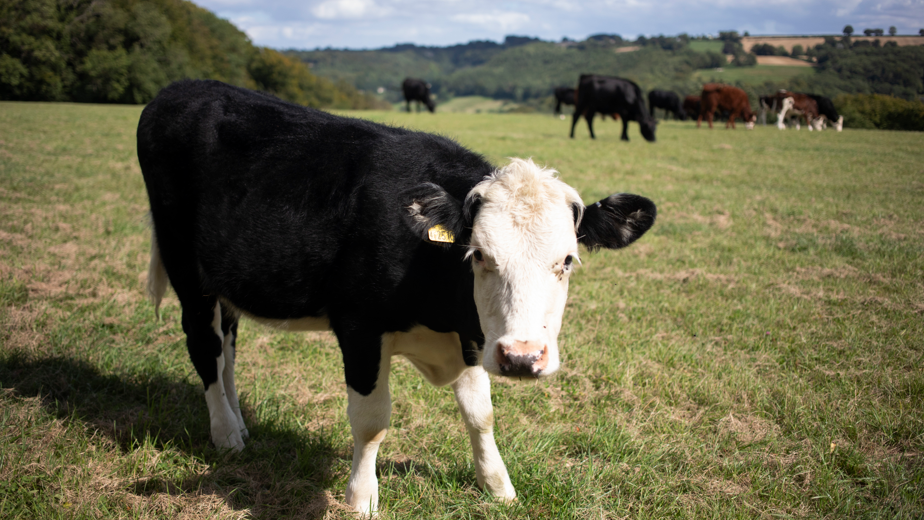 A black and white cow is pictured looking directly at the camera. It is standing in a green field and a few other cows and tree-covered hills can be seen in the background. The sky is blue with white fluffy clouds.