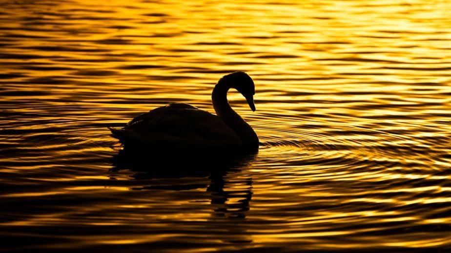 A swan is silhouetted in the ripples of water at sunrise.