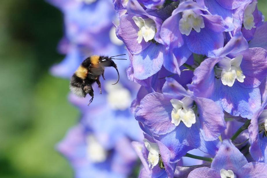 A bee hovering in the air beside purple and white flowers. The background is green and blurred.