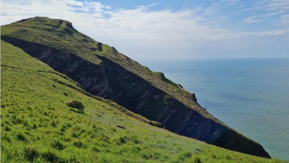 Grassy sea cliff slopes with blue sea. A wind-swept tree is on the slope.