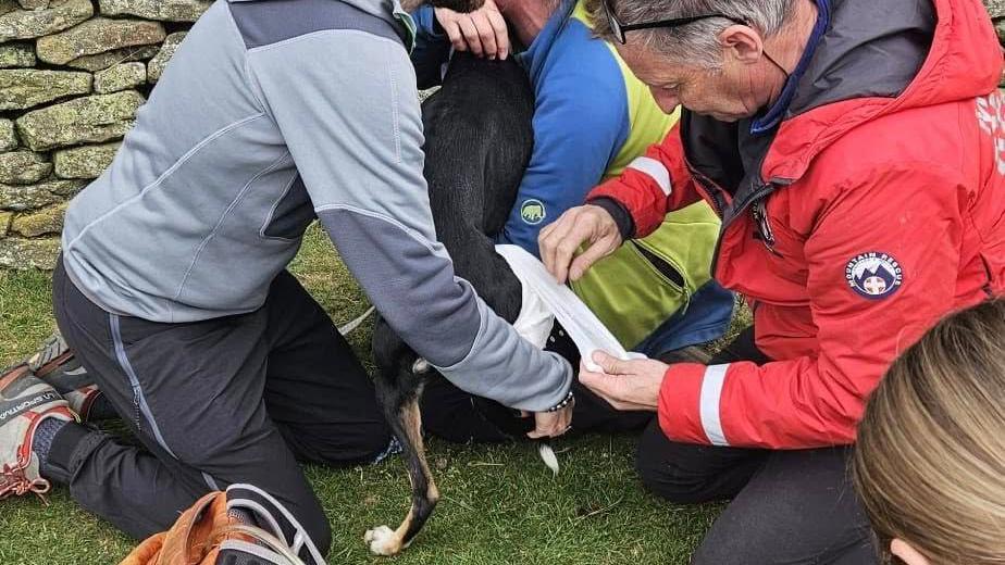 Edale Mountain Rescue Team volunteer wearing a red jacket putting a bandage on a dogs back right leg