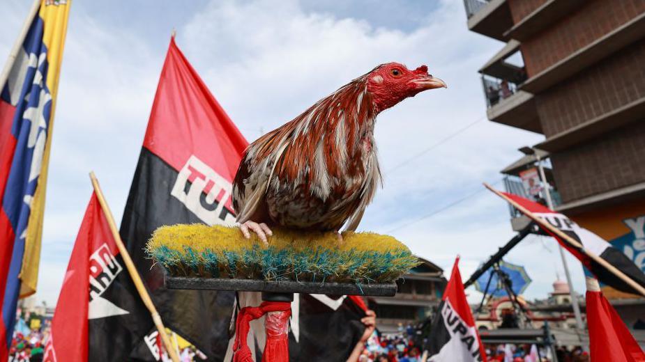 Supporters of President of Venezuela Nicolas Maduro hold a rooster during the election campaign closing event on July 25, 2024 in Caracas, Venezuela.