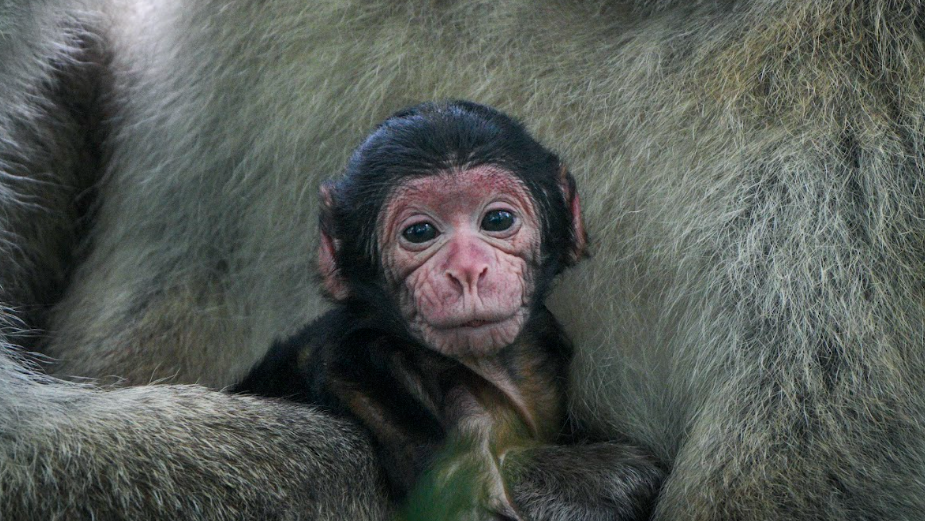 Baby Barbary macaque