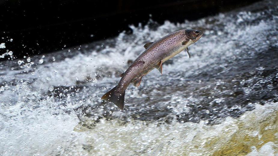 A leaping salmon against a background of white water.