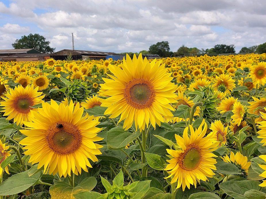 A field of sunflowers stretches off into the distance. The flowers have strong, yellow petals and are on top of green stems.