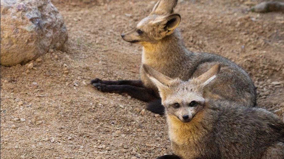 Two bat-eared foxes lie down next to each other on what looks like sand, with one looking at the camera.