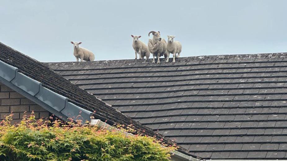 A lamb is to the far left on the sloping roof and a sheep and two other lambs are further along. They are standing looking down and balancing on the peak of the roof. They do not seem afraid.