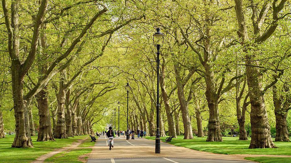 A path in Hyde Park with trees on both sides. There is a cyclist in the middle distance and benches and lamps by the side of the path. 