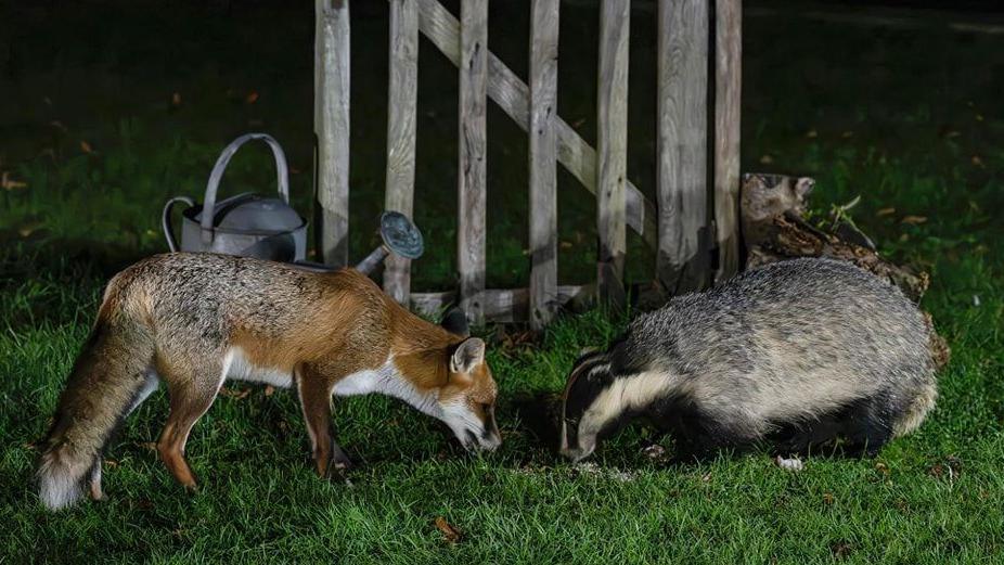 A photo of a fox and a badger eating together in a garden in Matlock, Derbyshire 