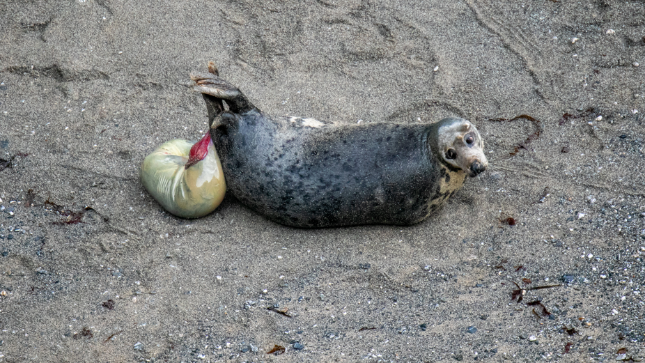 A grey seal giving birth to its pup. There is a red and grey-ish sac behind the seal containing the pup. The seal is on a sandy beach.