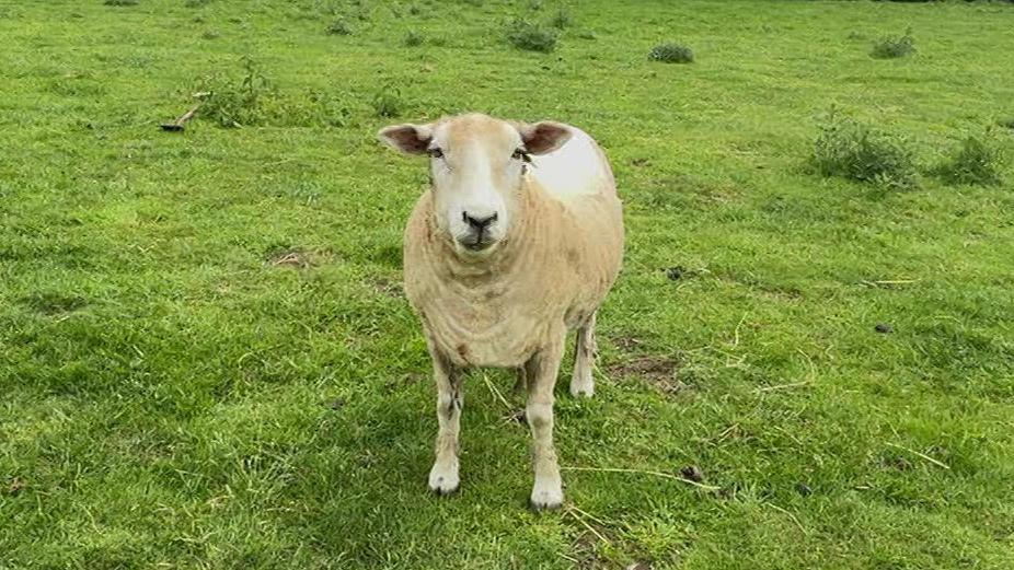 A sheep looks directly at the camera. Its coat is short and it is standing in a field.