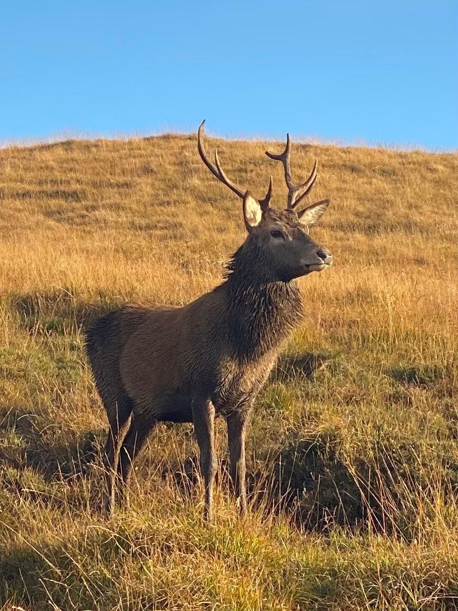 A stag in a field looks off in the distance. There is blue sky behind it.