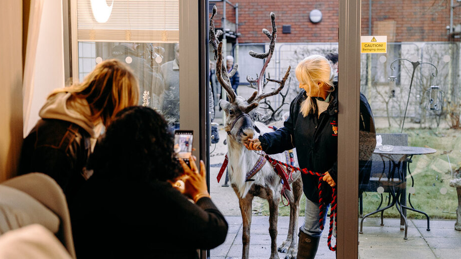 A reindeer on a lead being led into the room of a patient while people take pictures on their phones