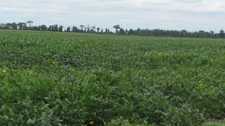 Soybean field in Argentina