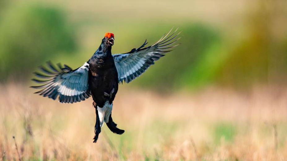 Black grouse in flight