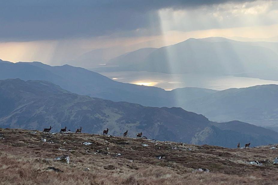 Deer and hills