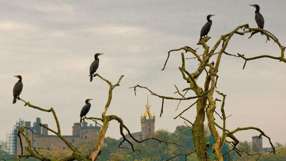 Five cormorants on the branches of two trees. The birds are all looking in different directions. One in the top right is higher up than the others. The background is misty, but the top of Linlithgow Palace, which has a golden metal sculpture on top is visible.