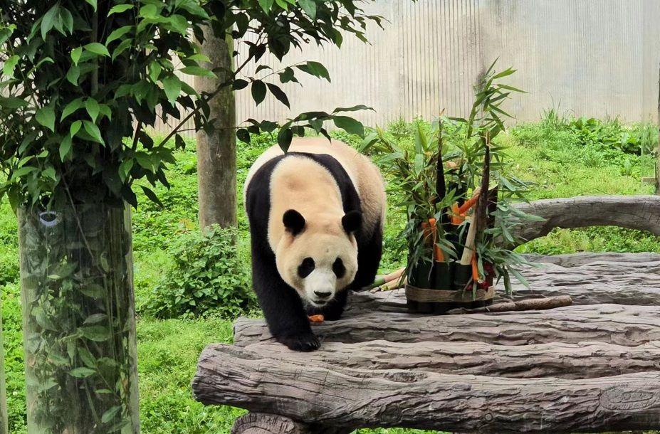 giant-panda. 