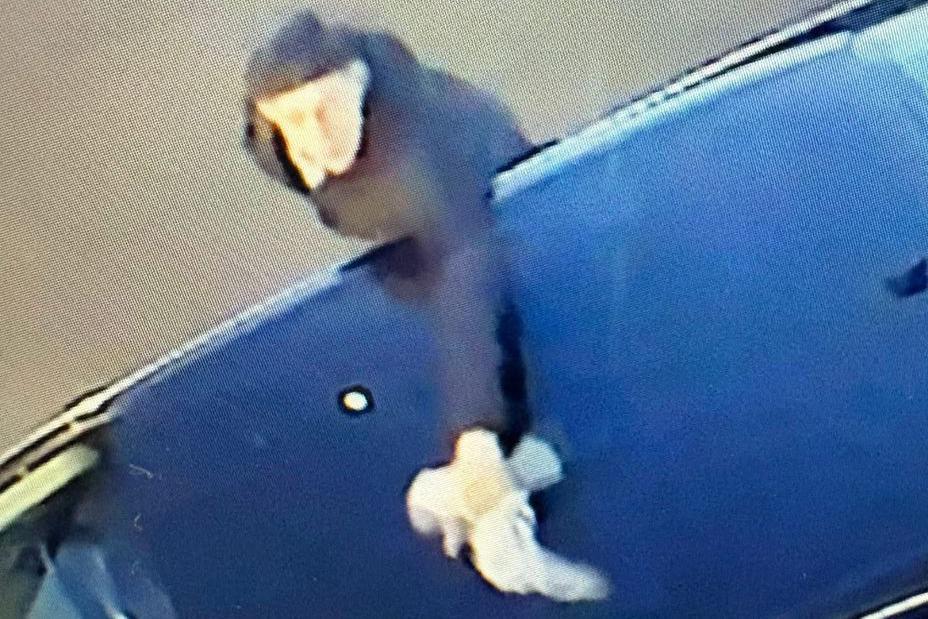 The moment that one man grabbed the racing pigeon while it was resting on a navy blue car. He has dark hair and is wearing a black coat.