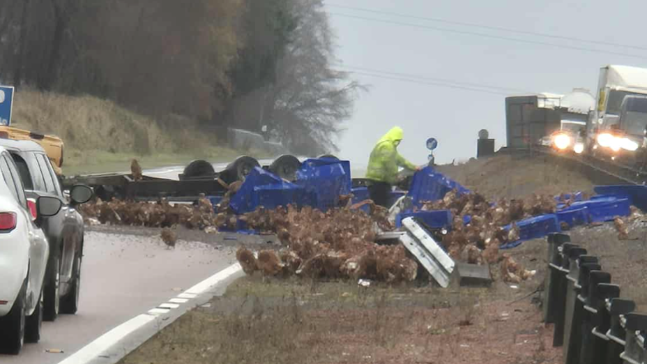 A person in hi-vis wear with a number of blue plastic containers spilled onto a road. Hundreds of chickens are running around the road