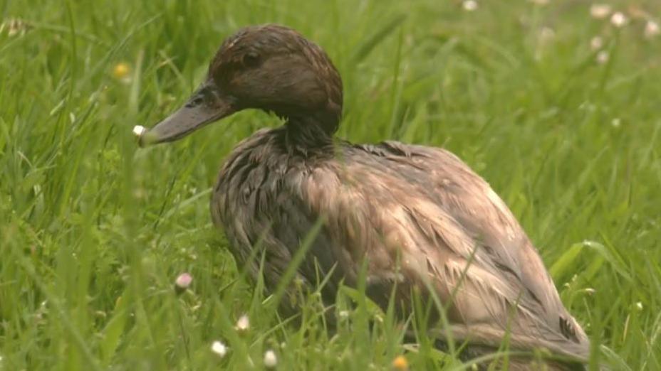 Duck covered in oil