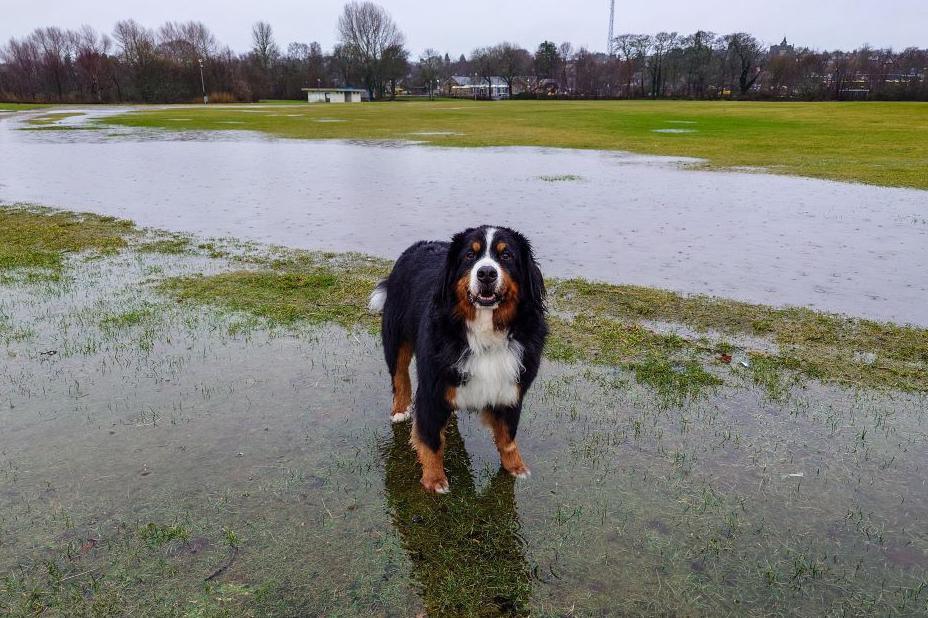 A wet dog in Tain