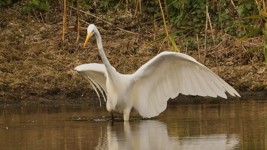 A large white bird flapping its wings while standing in shallow water.